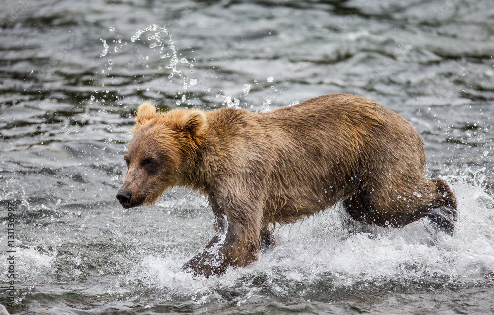 Brown bear running in the water in the river. USA. Alaska. Katmai National Park. An excellent illustration. Brown bear running in the water in the river. USA. Alaska. Katmai National Park. An excellent illustration.