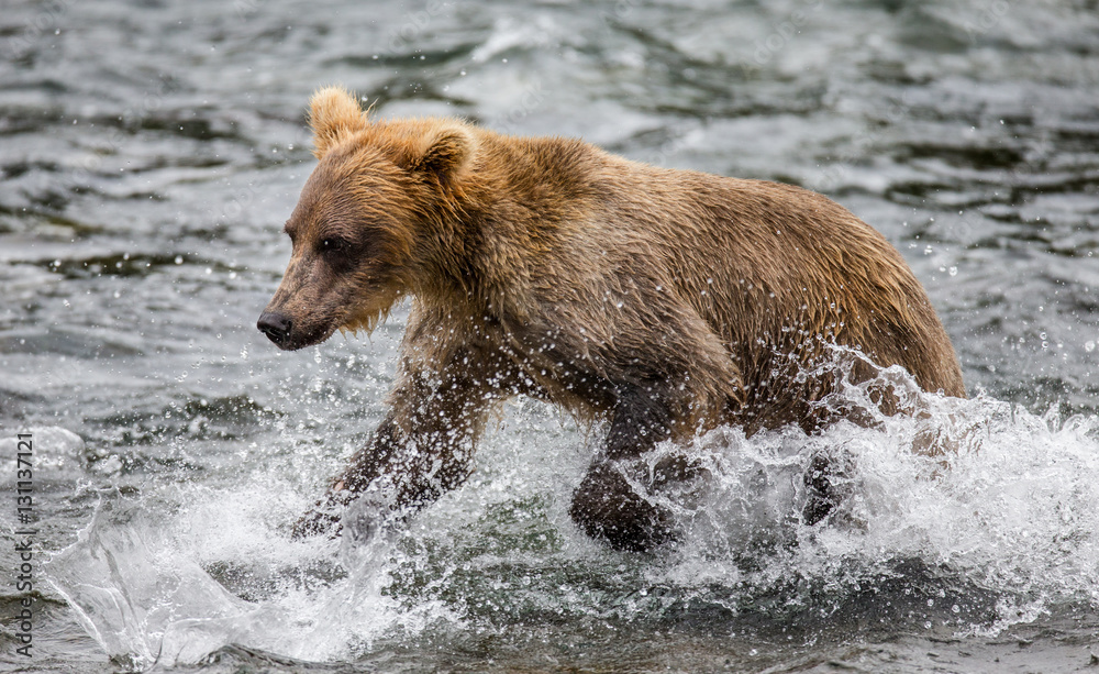 Brown bear running in the water in the river. USA. Alaska. Katmai National Park. An excellent illustration. Brown bear running in the water in the river. USA. Alaska. Katmai National Park. An excellent illustration.