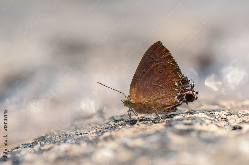 Naklejka premium Chocolate Royal (Remelana jangala ravata) butterfly feeding food on the ground in nature,Thailand