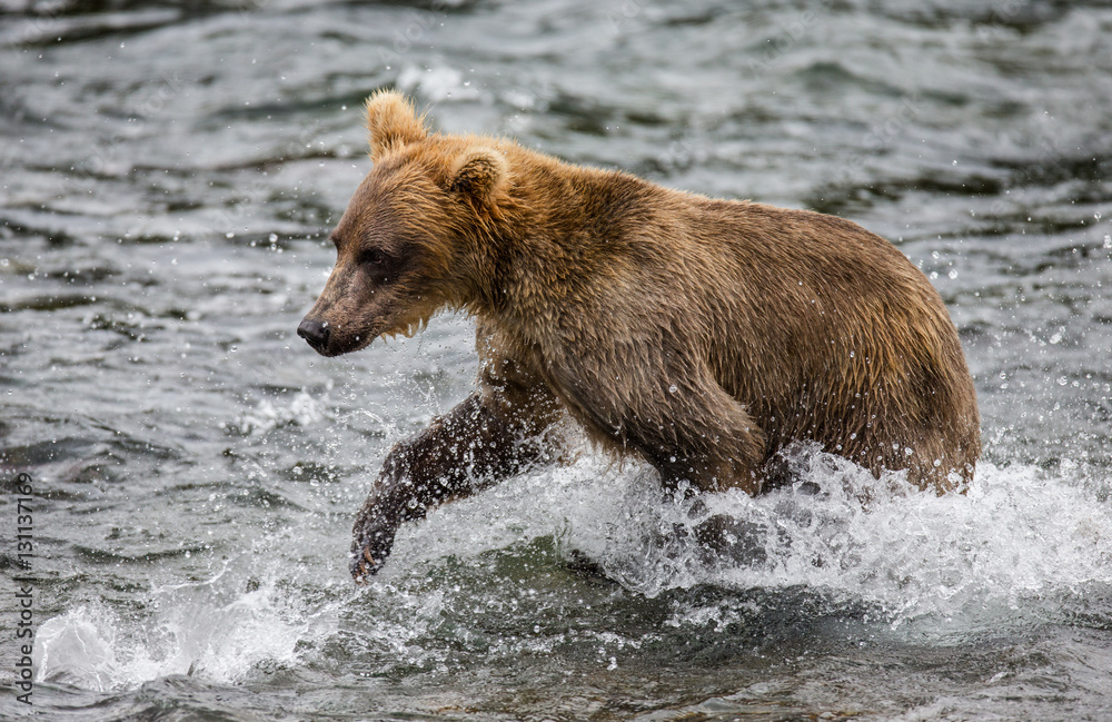 Brown bear running in the water in the river. USA. Alaska. Katmai National Park. An excellent illustration. Brown bear running in the water in the river. USA. Alaska. Katmai National Park. An excellent illustration.