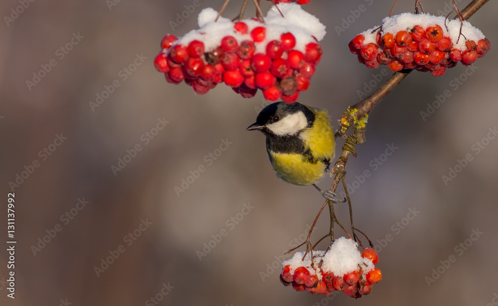 Fototapeta premium Great Tit - Parus major