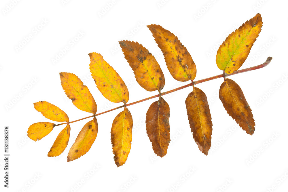 Fall rowan leaf isolated on a white background. Herbarium series.