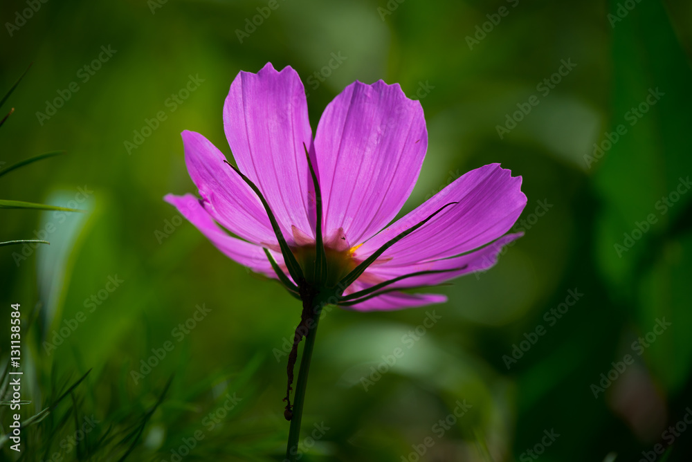 Sommerblume, lichtdurchflutet Sommerblume, lichtdurchflutet