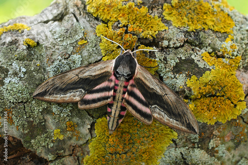 Privet hawk moth(Sphinx ligustri)