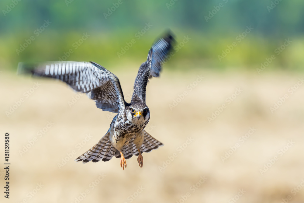 Fototapeta premium Amur Falcon(Falco amurensis), beautiful bird flying above prairie.