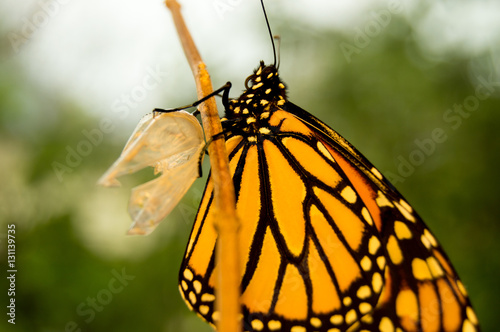 Emerging Butterfly photo
