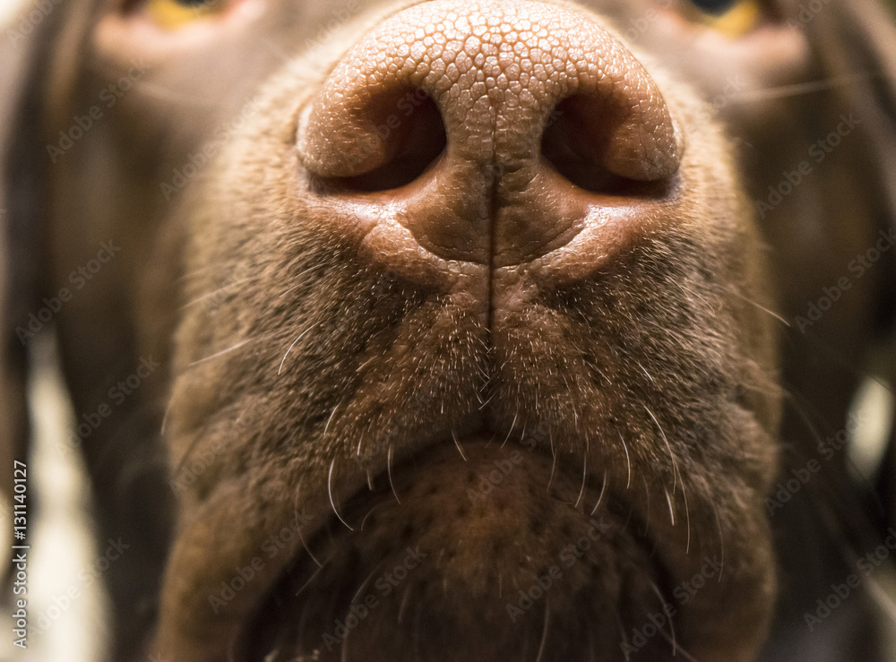 Chocolate lab nose new arrivals
