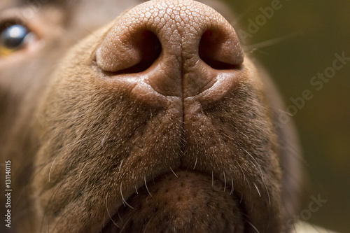 A brown nose of Labrador retriever. close up. Brown chocolate Labrador retriever