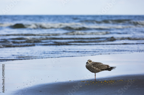 a gull looking for food along the shoreline photo