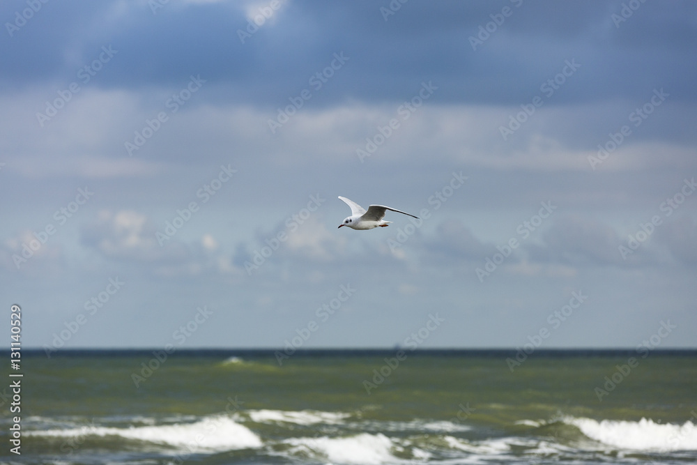 a gull flying above the sea