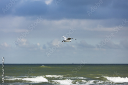 a gull flying above the sea