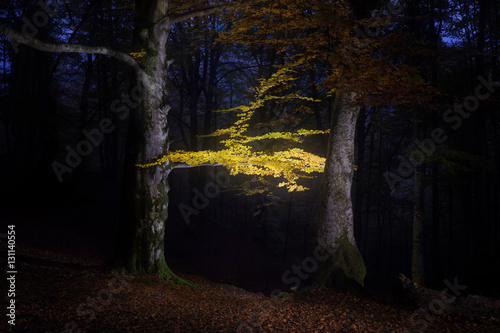 Autumn forest painted with light