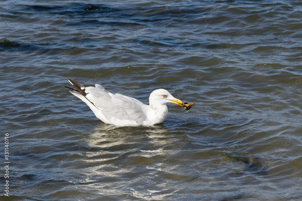 a herring gull fishing for crab