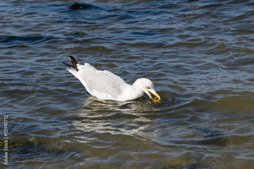 a herring gull fishing for crab