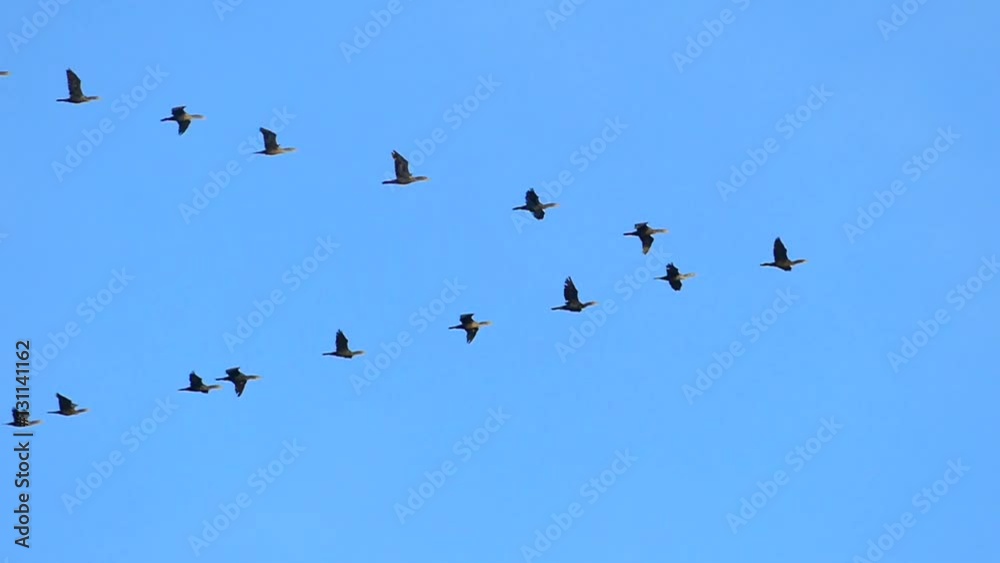 Slow motion flock of cormorants flying gracefully in misty autumn air.
Slow motion flock of cormorants flying gracefully in misty autumn air.