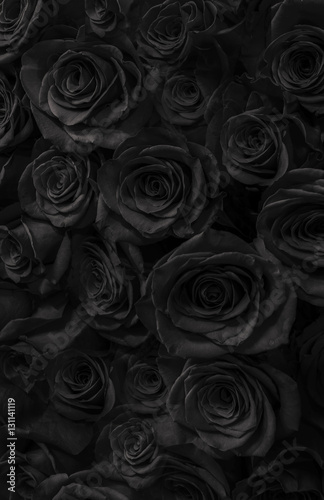 roses  black background. Greeting card with roses