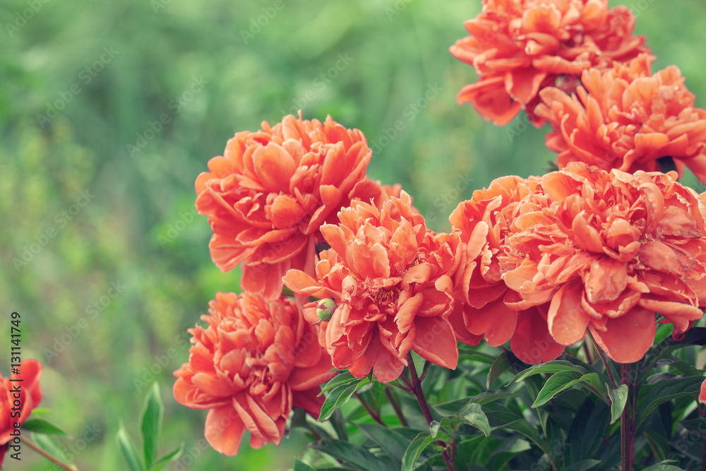 Blossoming Peonies flowers in the garden