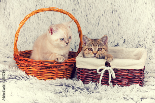 Fototapeta Naklejka Na Ścianę i Meble -  Two little kittens are sitting in baskets