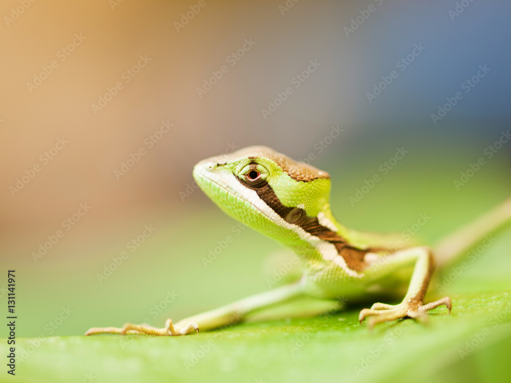 Portrait of young serated Caquehesd Iguana lizard - Laemanctus serratus