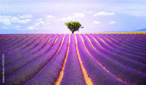 The tree in the lavender