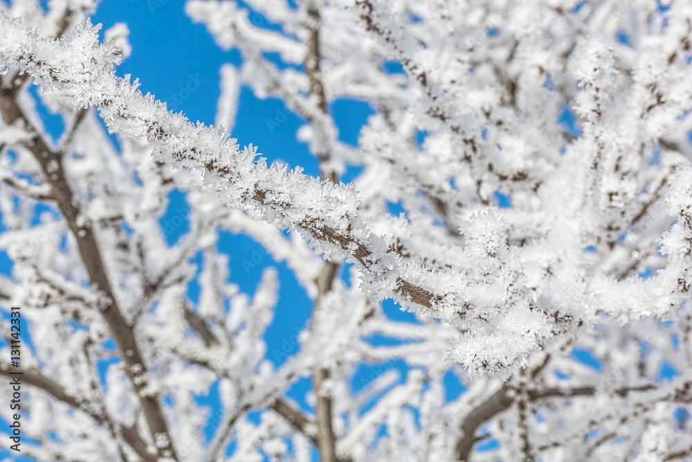 White hoarfrost on the branches against the blue sky, macro White hoarfrost on the branches against the blue sky, macro