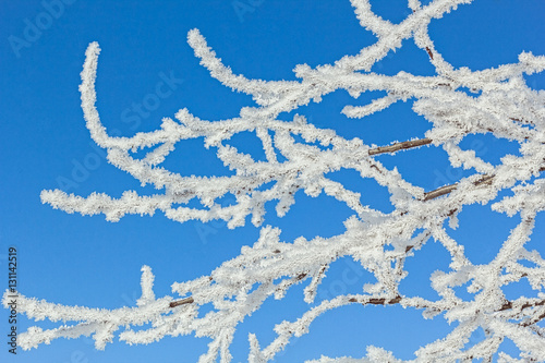 White hoarfrost on the branches against the blue sky, close-up