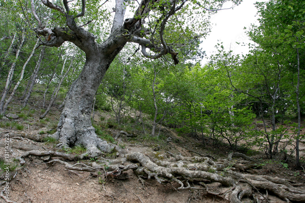 The deciduous tree with the big roots in the forest on the hillside of the mountain. This photo was taken in Crimean Mountains, on South Demerdzhi mountain. The deciduous tree with the big roots in the forest on the hillside of the mountain. This photo was taken in Crimean Mountains, on South Demerdzhi mountain.