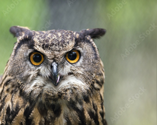 Owl © YAMAGUCHI Akira