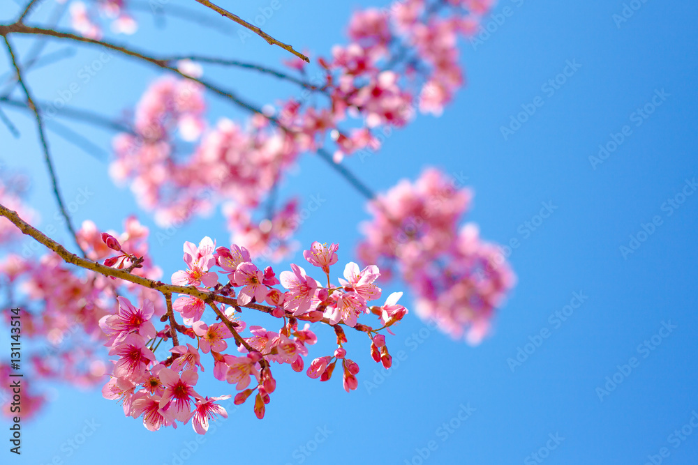 Himalayan Cherry Blossom , also call sakura pink color with blue sky background in winter Himalayan Cherry Blossom , also call sakura pink color with blue sky background in winter