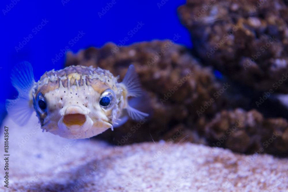 Porcupine fish