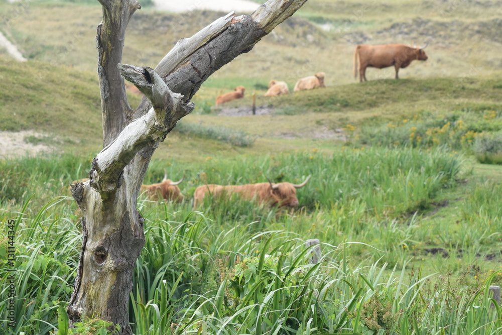 Fototapeta premium Weidende Rinder. Landleben auf Texel