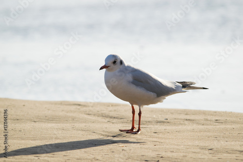 Seagull standing on sand beach in front of the Mediterranean sea