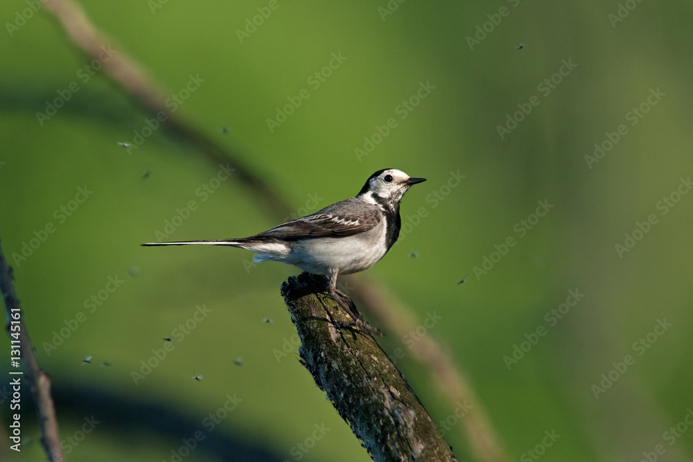 Fototapeta premium white wagtail, motacilla alba
