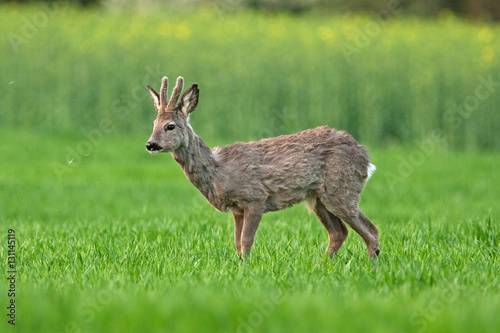 european roe deer, capreolus capreolus