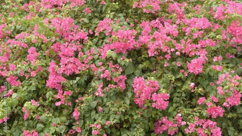 Bush bougainvillea flowers in Vietnam outdoors. Bush bougainvillea flowers in Vietnam outdoors.