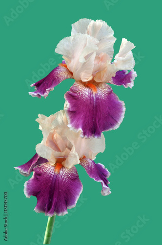 iris flower