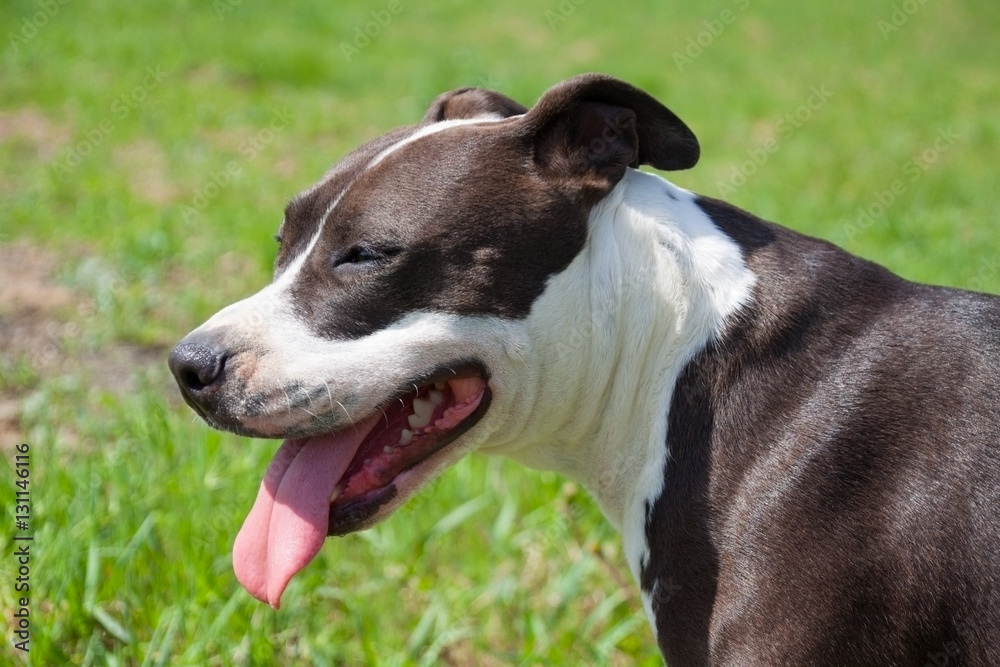 Portrait of nice American staffordshire terrier Portrait of nice American staffordshire terrier