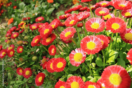 Fototapeta Naklejka Na Ścianę i Meble -  Flores en un jardín, amarillas y rojas