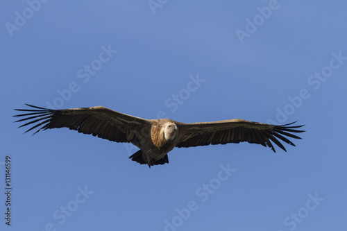 Griffon Vulture, in flight, Monfrague National Park, Extremadura, Spain.