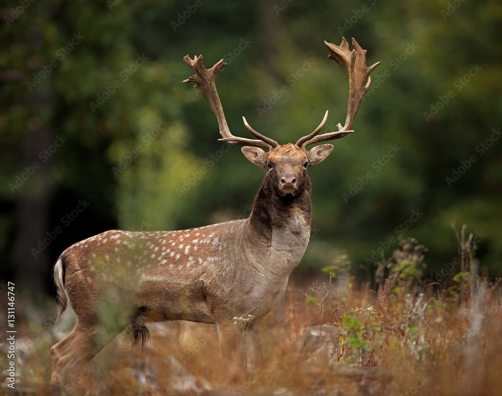 Fototapeta premium fallow deer, dama dama