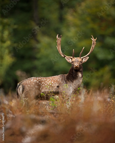 fallow deer  dama dama