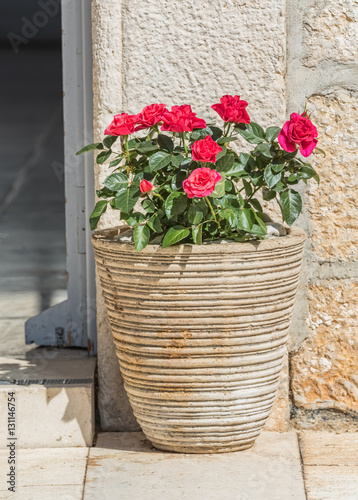 Fototapeta Naklejka Na Ścianę i Meble -  Red roses in pot