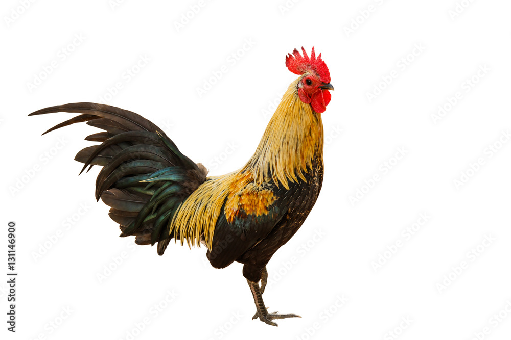 Fototapeta premium rooster isolated on a white background with clipping path.