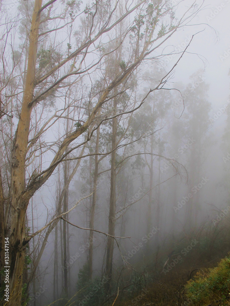 Obraz premium Gloomy Madeira island landscape with fog precipitation 