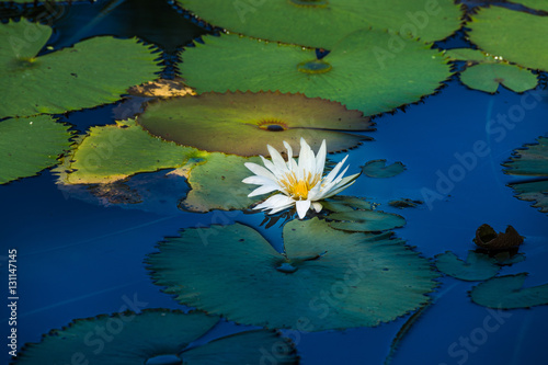 Flowering floating white lily on blue and green