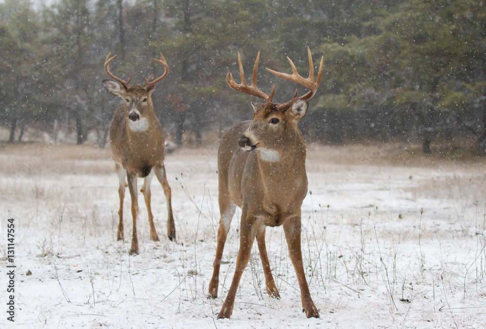 Obraz premium Two white-tailed deer bucks walking in a winter snowfall in Ottawa, Canada