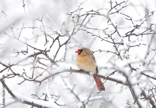 Northern Cardinal female perched on a branch in winter in Canada