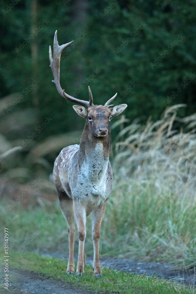 Fototapeta premium fallow deer, dama dama