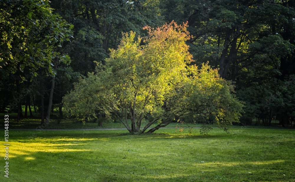 Obraz premium solitary spreading tree lit by the evening sun in the park