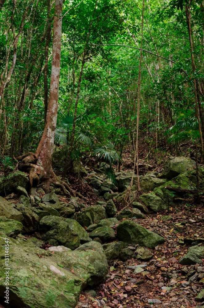 Caribbean Jungle Vertical